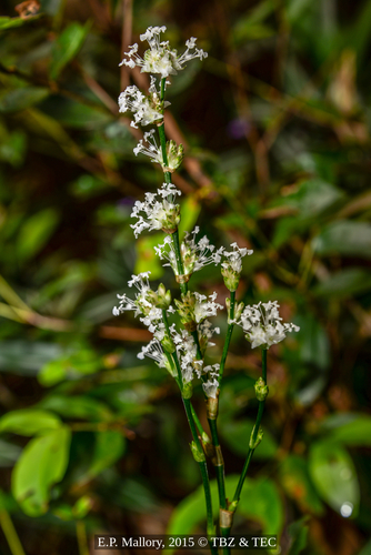 Callisia fragrans