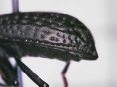 Polypleurus perforatus