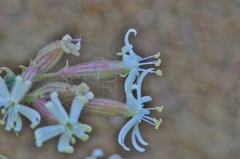 Silene spergulifolia