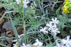 Silene spergulifolia