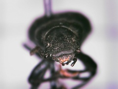 Polypleurus perforatus