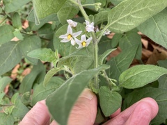 Solanum