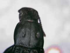 Polypleurus perforatus