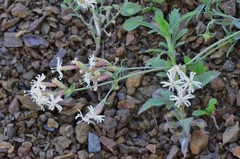 Silene spergulifolia