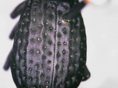 Polypleurus perforatus