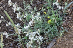 Silene spergulifolia