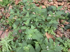 Solanum