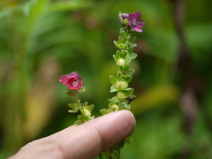 Cynoglossum microglochin