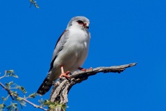 Polihierax semitorquatus