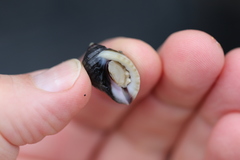 Nucella lapillus