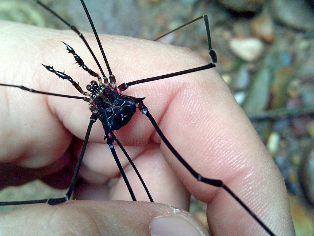 daddy longlegs
