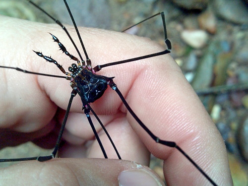 daddy longlegs
