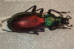Carabus hispanus