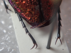 Carabus hispanus