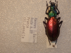 Carabus hispanus