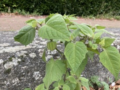 Physalis peruviana