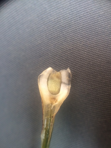 Image of Isoetes laurentiana by no rights reserved