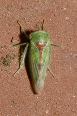Viridicerus ustulatus