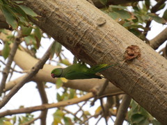 Psittacula krameri