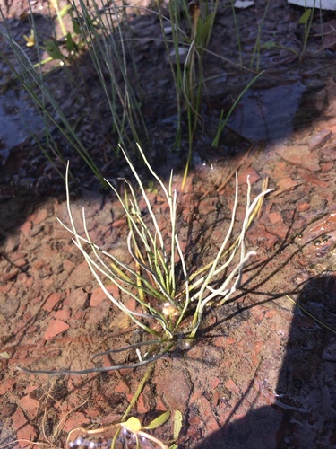 Image of Isoetes laurentiana by no rights reserved