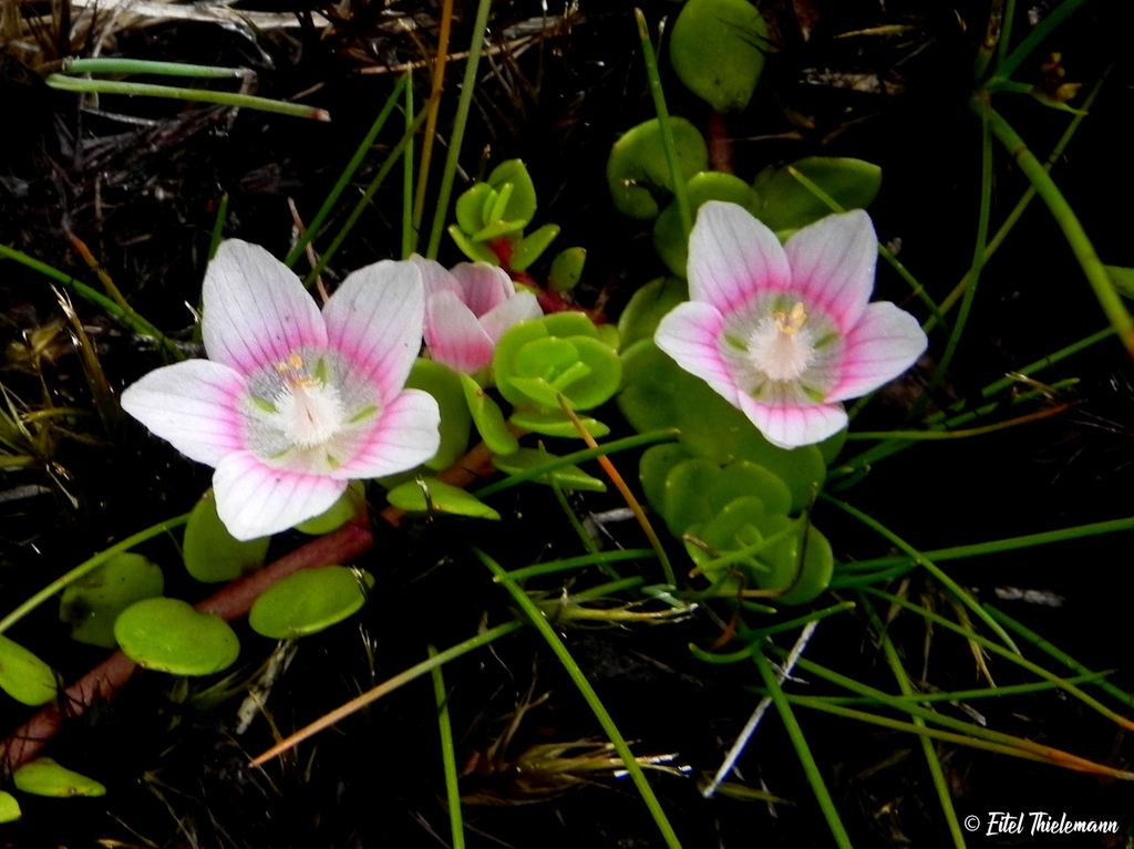 Pimpernel