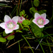 Pimpernel - Photo (c) Eitel Carlos Thielemann Pinto, some rights reserved (CC BY-NC), uploaded by Eitel Carlos Thielemann Pinto