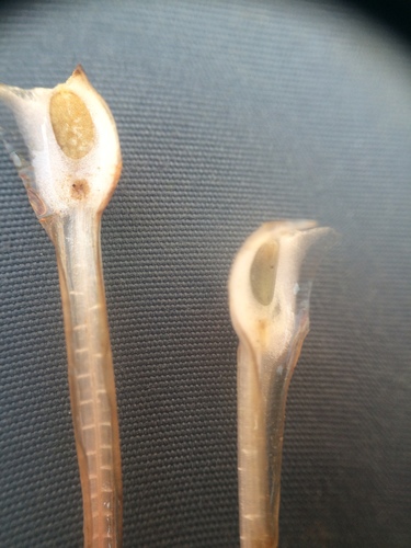 Image of Isoetes laurentiana by no rights reserved