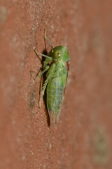 Viridicerus ustulatus