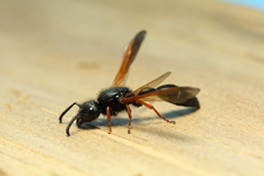 Protodiscoelius merula