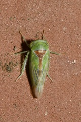 Viridicerus ustulatus