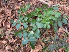 Smyrnium olusatrum