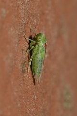 Viridicerus ustulatus