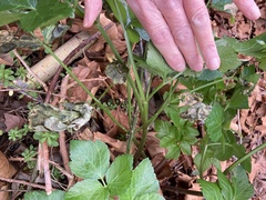 Smyrnium olusatrum