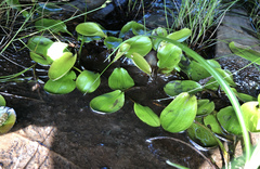 Potamogeton suboblongus