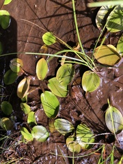 Potamogeton suboblongus