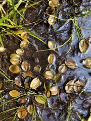 Potamogeton suboblongus