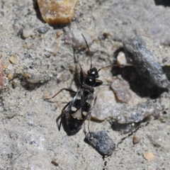 Slaterobius insignis