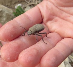 Tenebrionidae