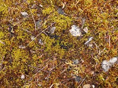 Tortella inclinata