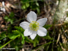 Anemonastrum antucense
