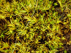 Tortella inclinata