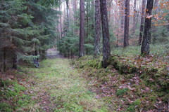 Podophacidium xanthomelum
