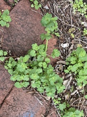 Lamium amplexicaule