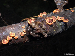 Anthracophyllum discolor