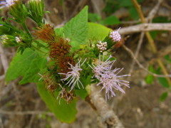 Tamaulipa azurea
