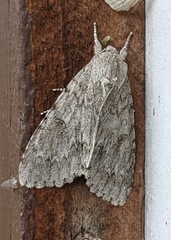 Acronicta americana