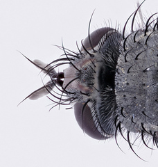 Periarchiclops scutellaris