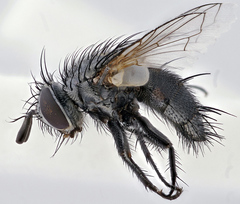 Periarchiclops scutellaris