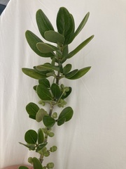 Coprosma repens