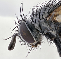 Periarchiclops scutellaris